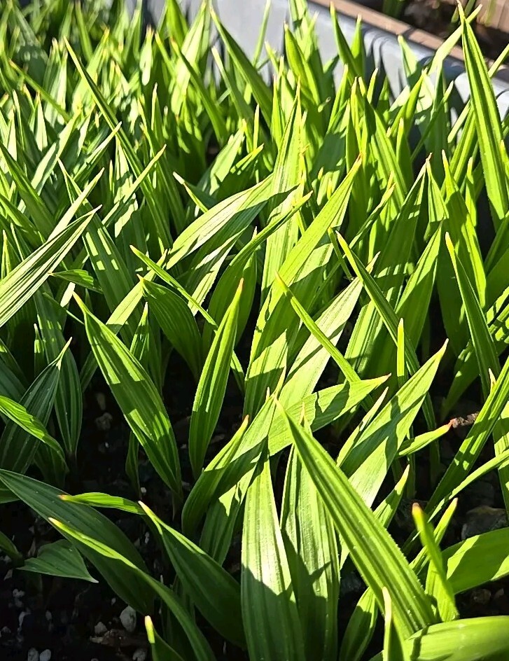 Washingtonia Hybrid Filifera / Robusta Fan Palm, 7 Live Plants + 10 Seeds, RARE