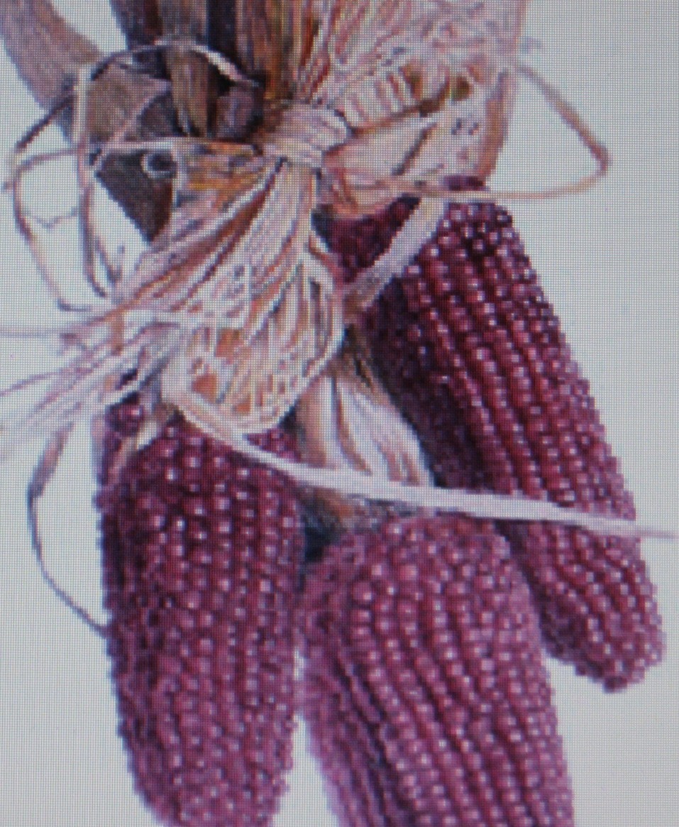 POPCORN * RED KERNEL * 50 SEEDS *