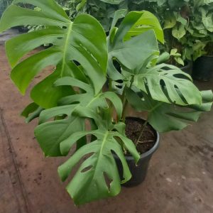 Monstera Deliciosa