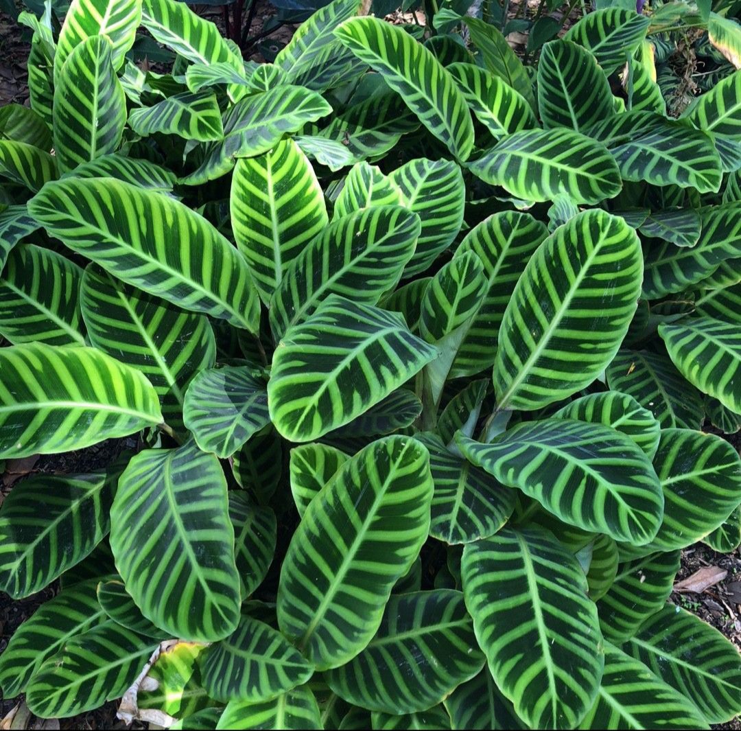 Zebra plant (Goeppertia zebrina)