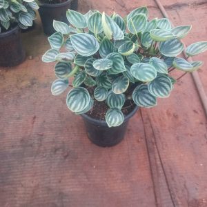 Watermelon Peperomia