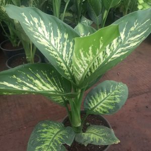Dumb cane
