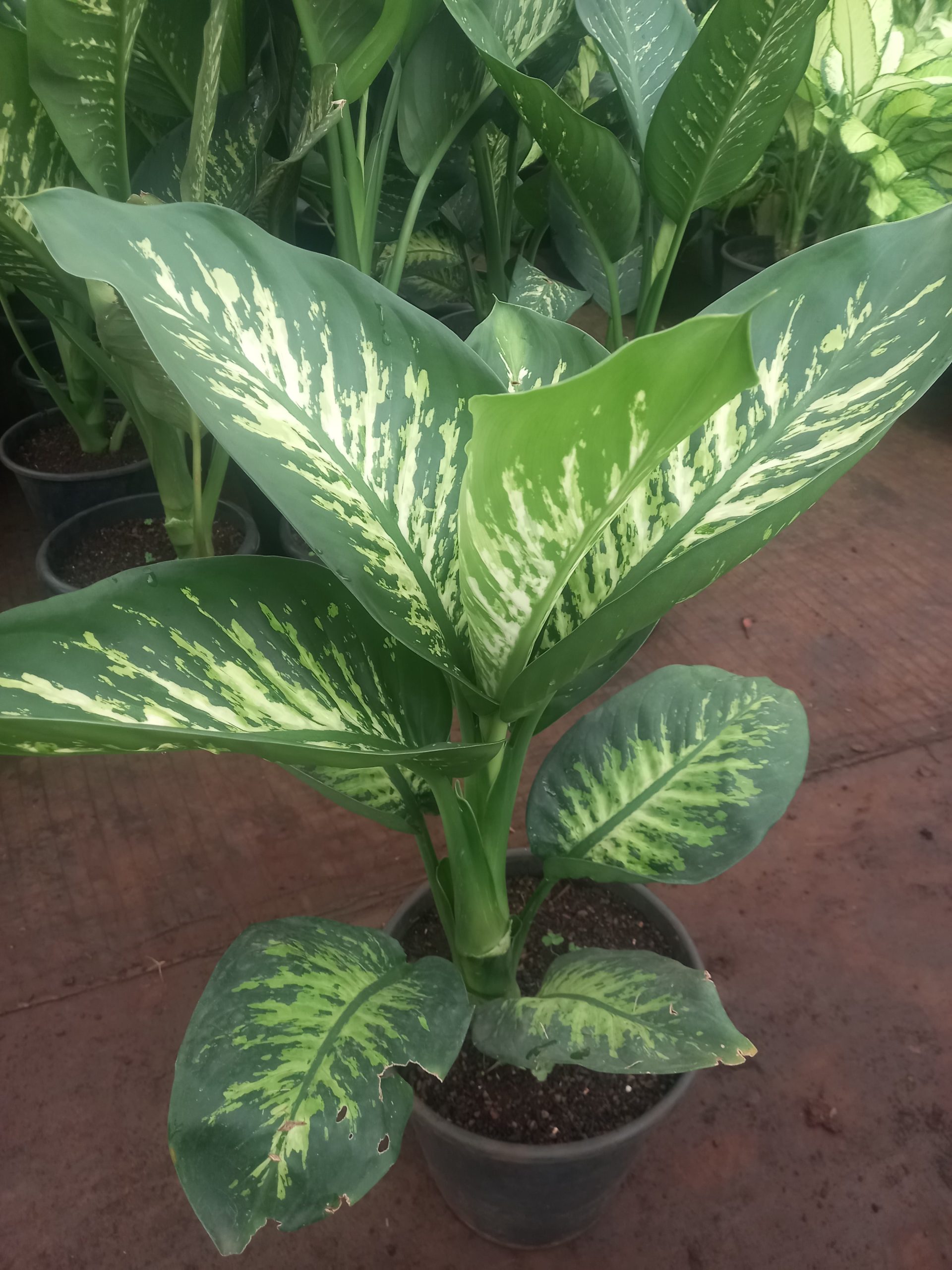 Dumb cane