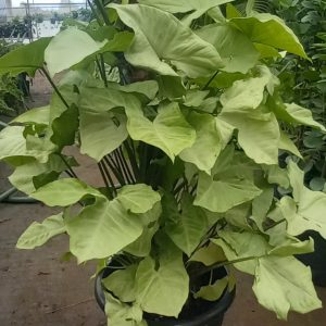 Arrowhead plant (Sygonium)