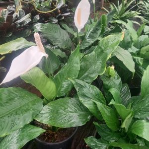 Peace lily
