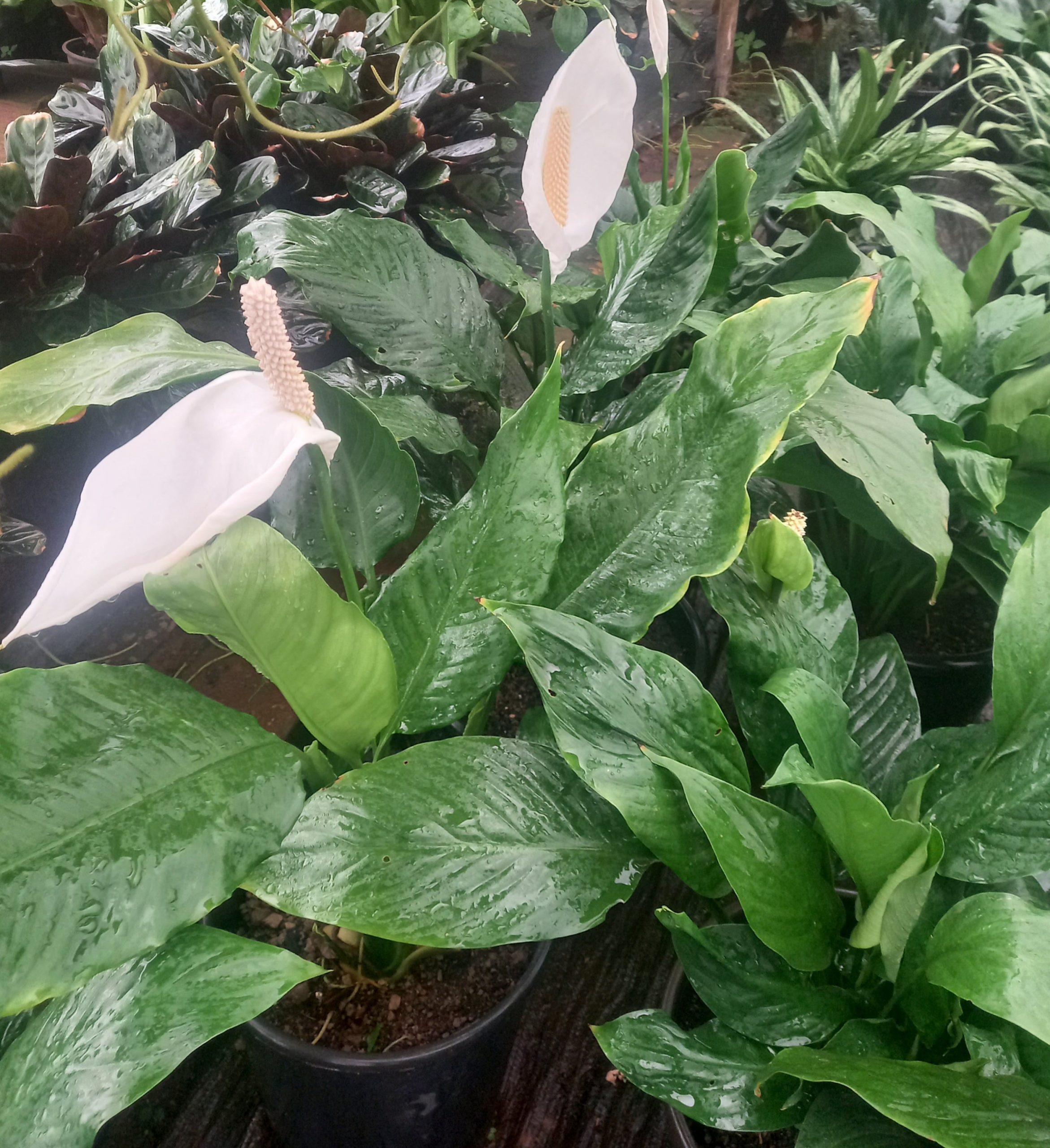 Peace lily