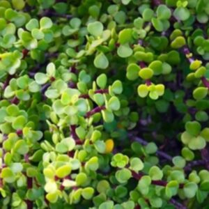 Elephant bush