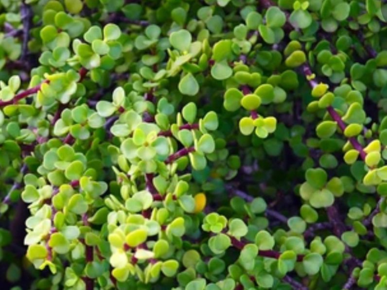 Elephant bush
