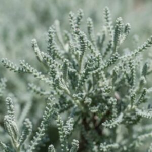 Cotton Lavender