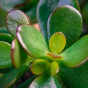 Jade plant