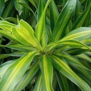 Dracaena corn plant