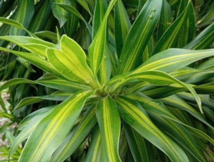 Dracaena corn plant