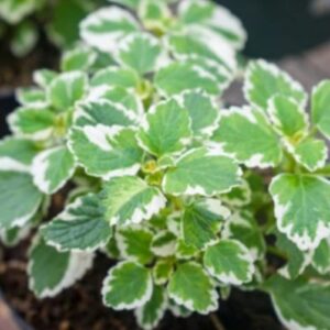 Swedish ivy
