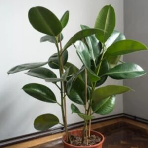 Rubber plant