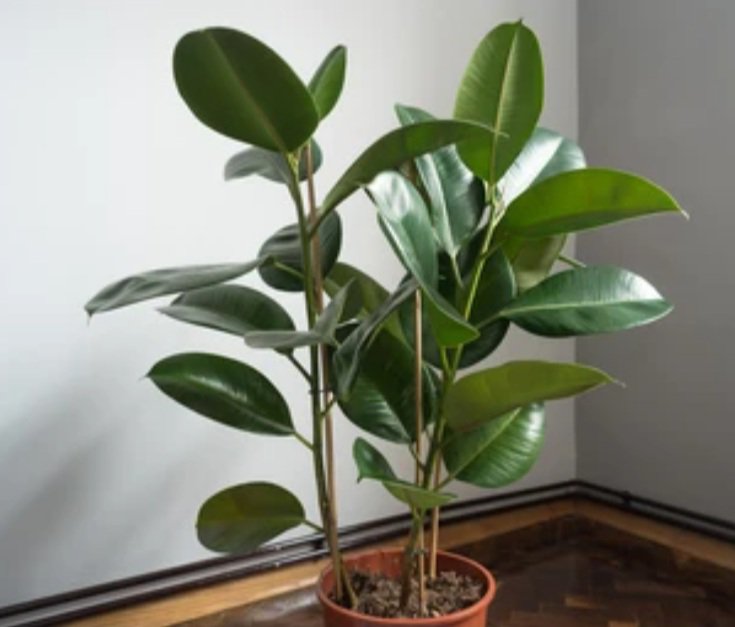 Rubber plant