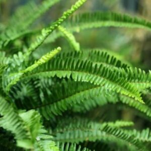 Fern