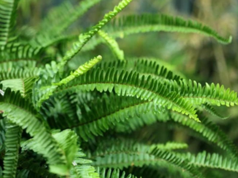 Fern