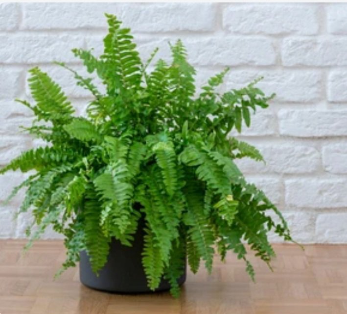 Miniture Fern