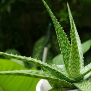 Soap Aloe