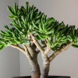 Gollum jade