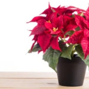 Poinsettia