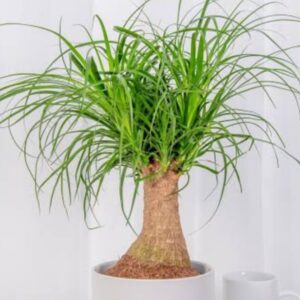 Ponytail palm
