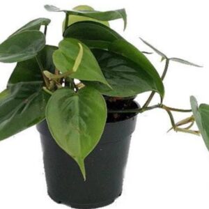 Heartleaf philodendron