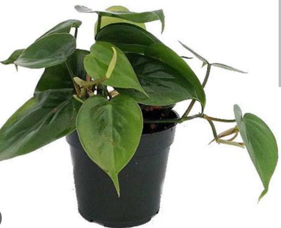 Heartleaf philodendron
