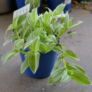 Quicksilver plant