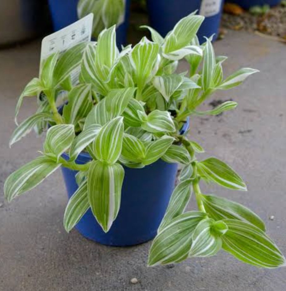Quicksilver plant