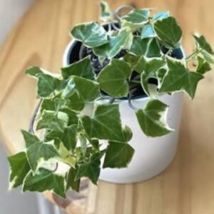 Wax ivy