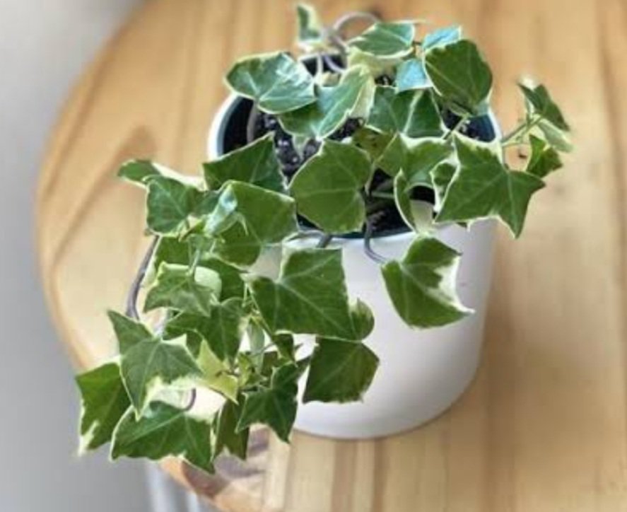 Wax ivy