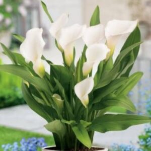 Calla lily