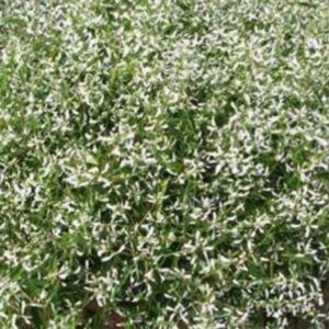 crown white
