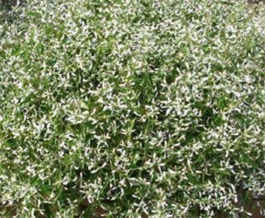 crown white