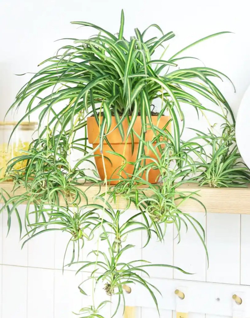 Spider plant