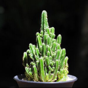 Fairly Castle cactus