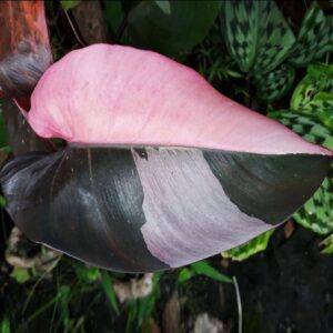 Philadendron 'Pink Princess'