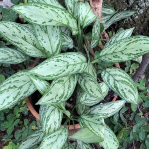 Chinese Evergreen