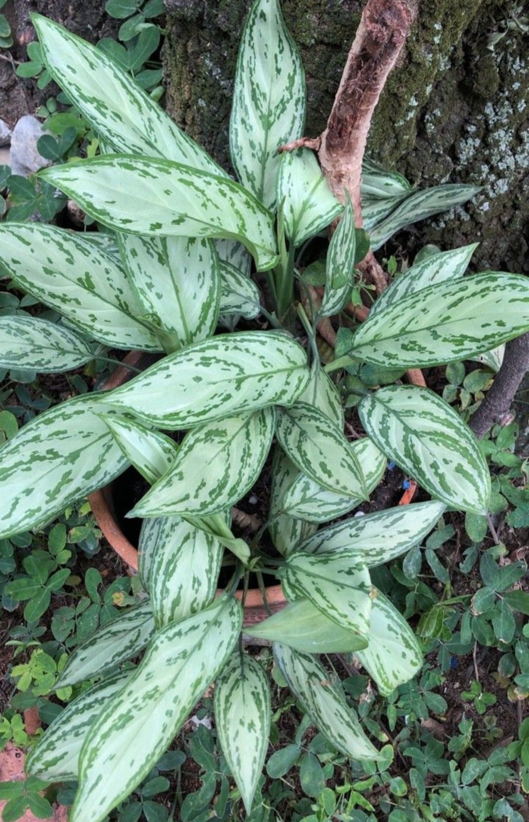 Chinese Evergreen