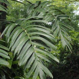Creeping Philadendron