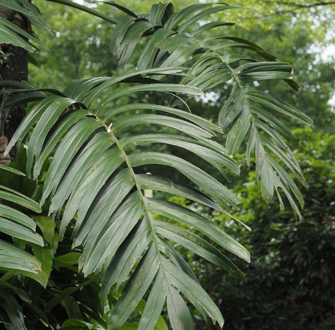 Creeping Philadendron