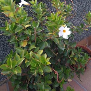 Chilean Jasmine