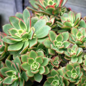Aeonium