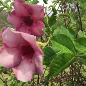 Purple Aramanda
