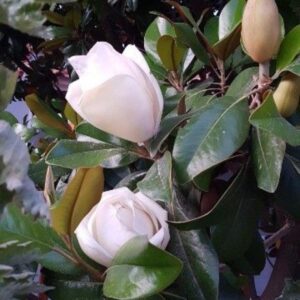 Southern Magnolia