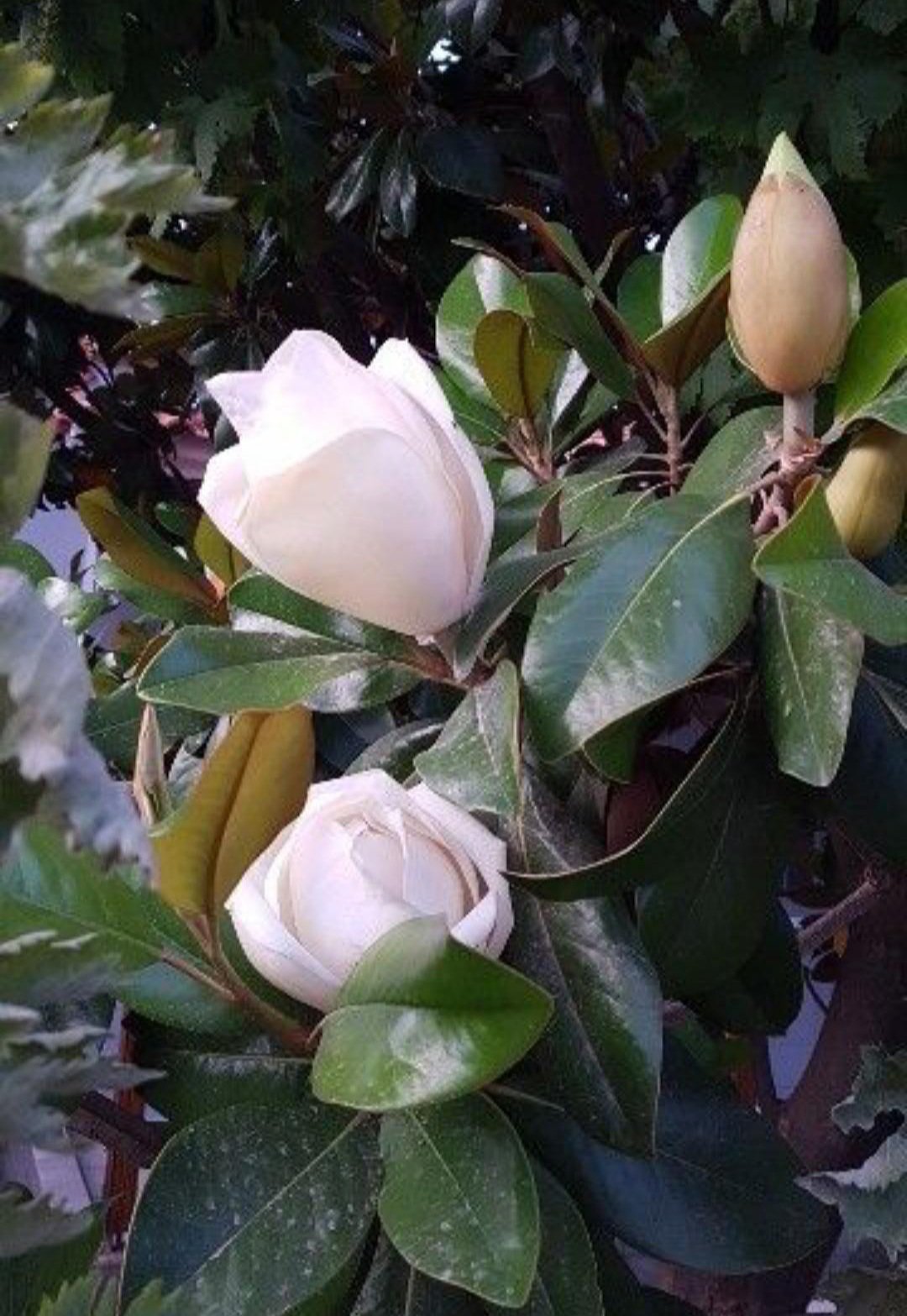 Southern Magnolia