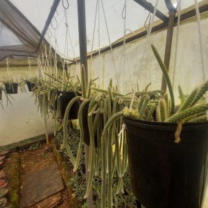 Rattail Cactus
