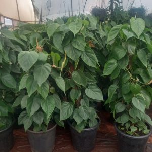 Heartleaf philodendron