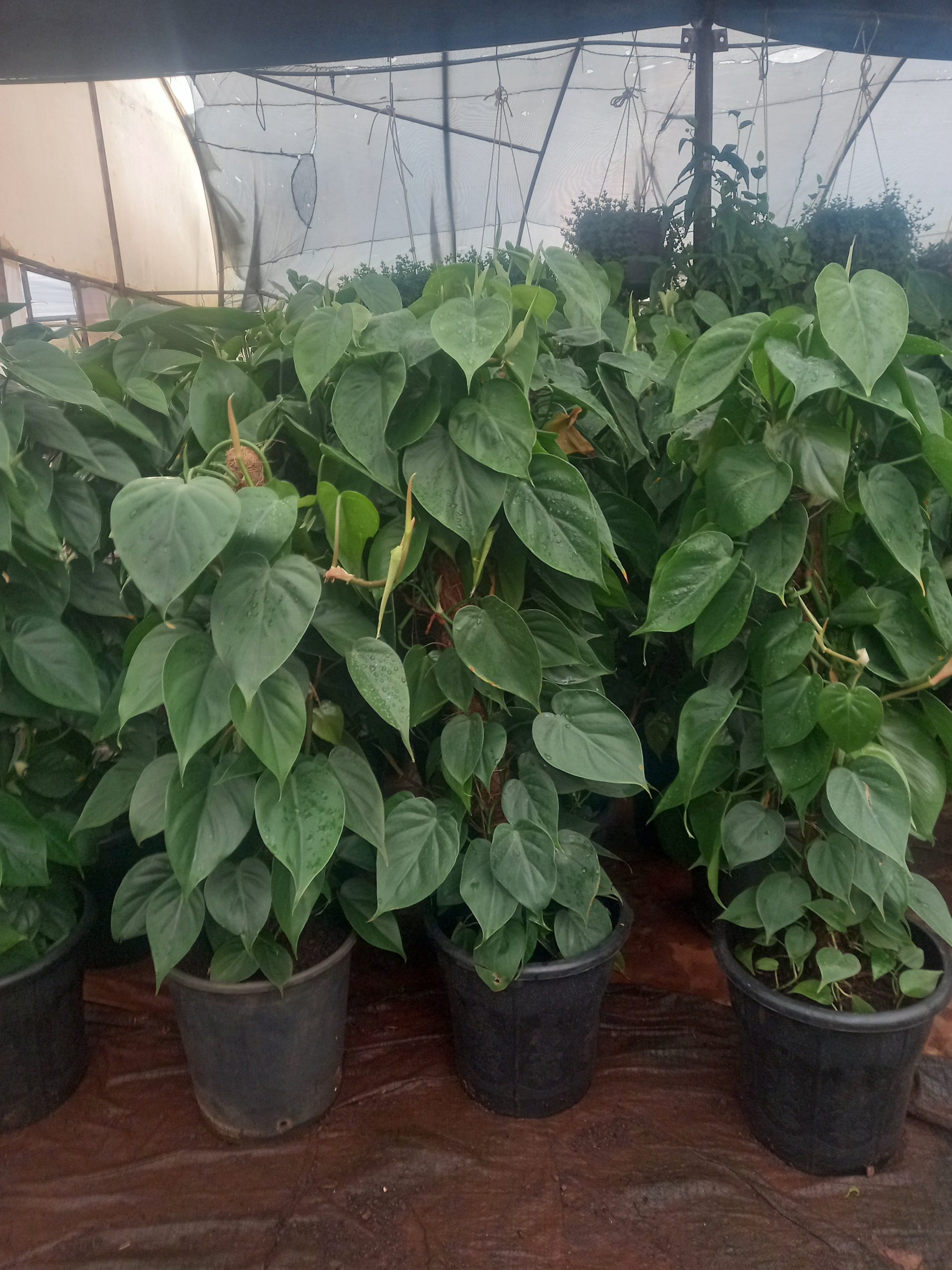 Heartleaf philodendron